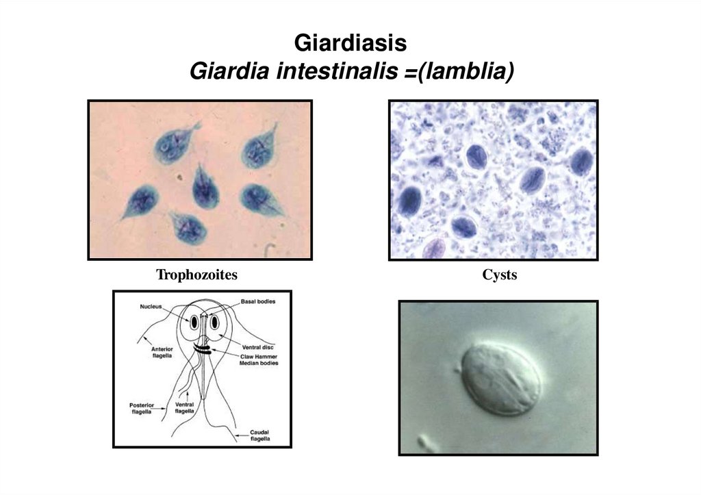 Циста жизненный цикл. Гиардия лямблия. Giardia lamblia жизненный цикл. Трофозоиты Giardia intestinalis.