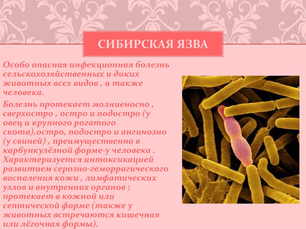 В скотомогильниках бактерии очень опасного заболевания. Сибиреязвенная бацилла микробиология. Бациллы возбудители сибирской язвы. Бацилла сибирской язвы строение. Возбудитель сибирской язвы презентация.