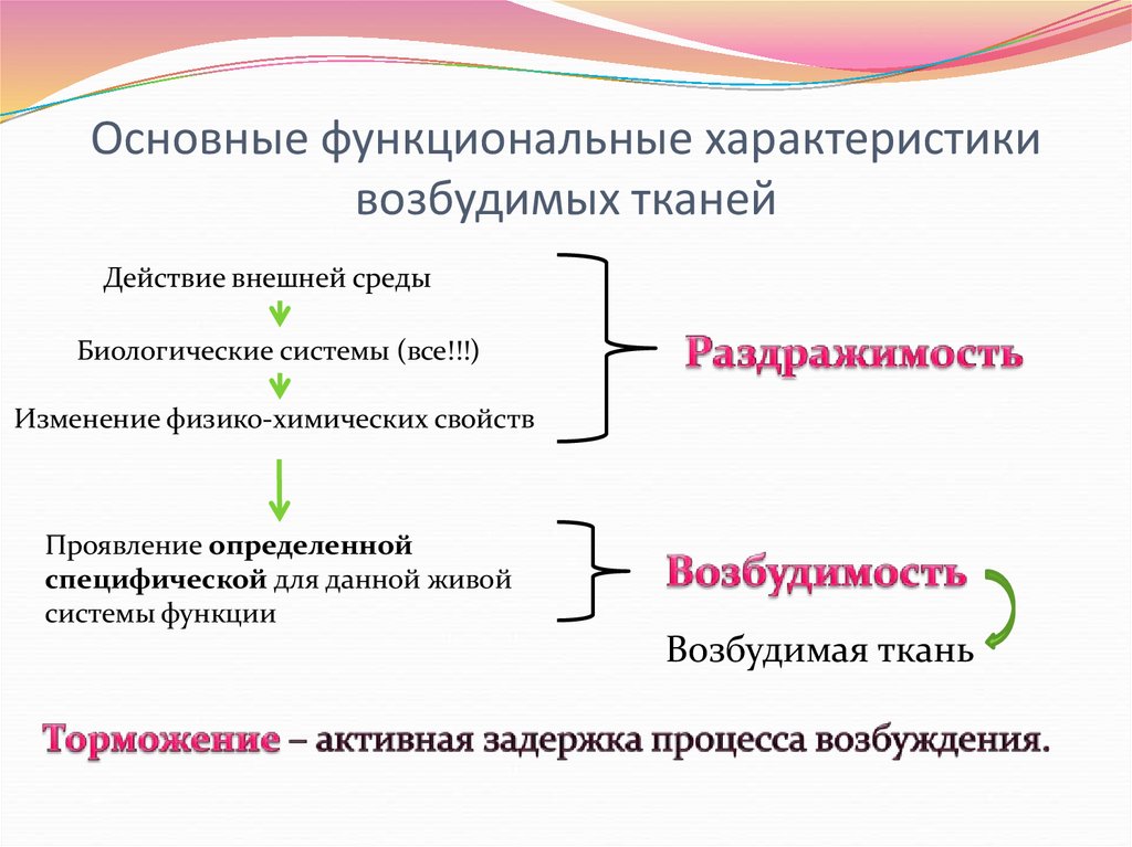 Возбудимые ткани. Специфические свойства возбудимых тканей. Функциональные характеристики возбудимых тканей. Основные понятия физиологии возбудимых тканей. Основные физиологические свойства возбудимых тканей.