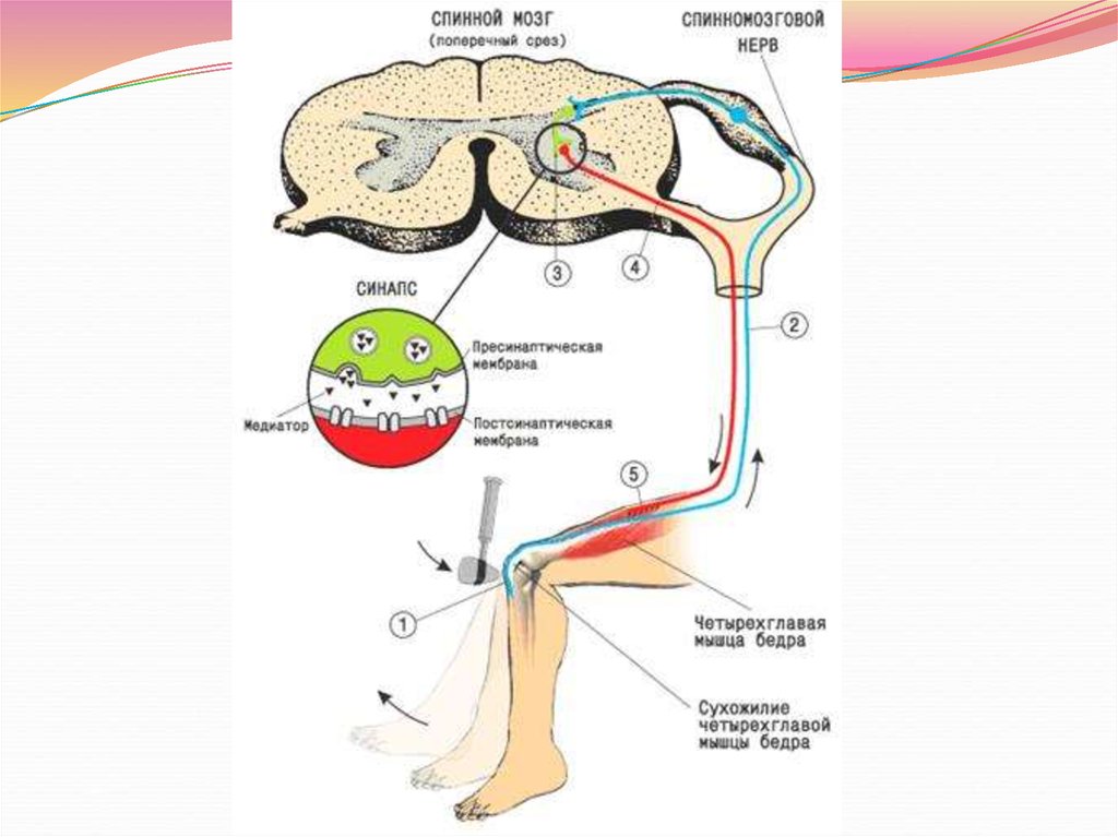 Схема коленного рефлекса физиология