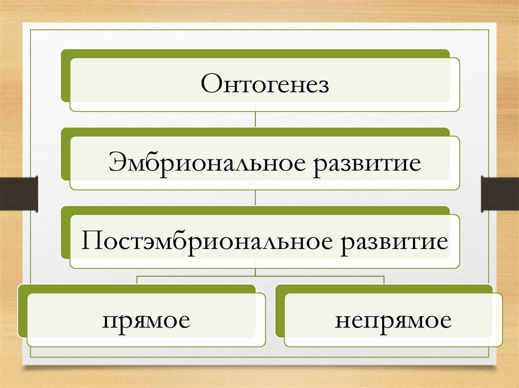 Схема рост и развитие животных 6 класс