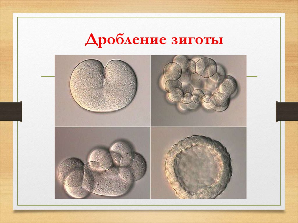 Стадии дробления зиготы животных. Яйцеклетка, бластула, морула. Дробление зиготы. Стадии дробления зиготы человека. Процесс дробления зиготы.