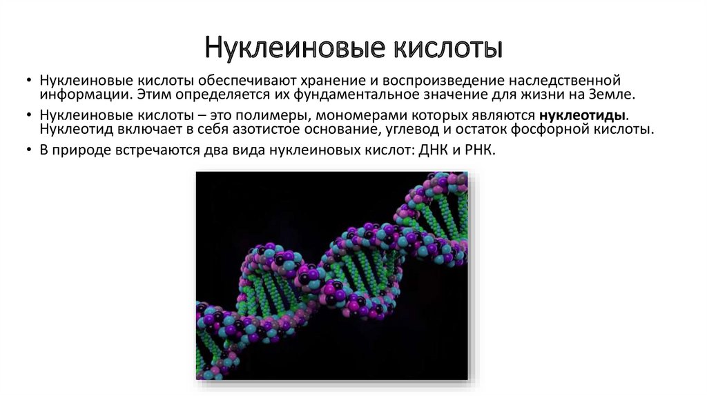 Наследственную информацию клетки выполняет. Нуклеиновые кислоты. Значение нуклеиновых кислот в организме человека. Нуклеиновые кислоты биология 9 класс. Белки и нуклеиновые кислоты.