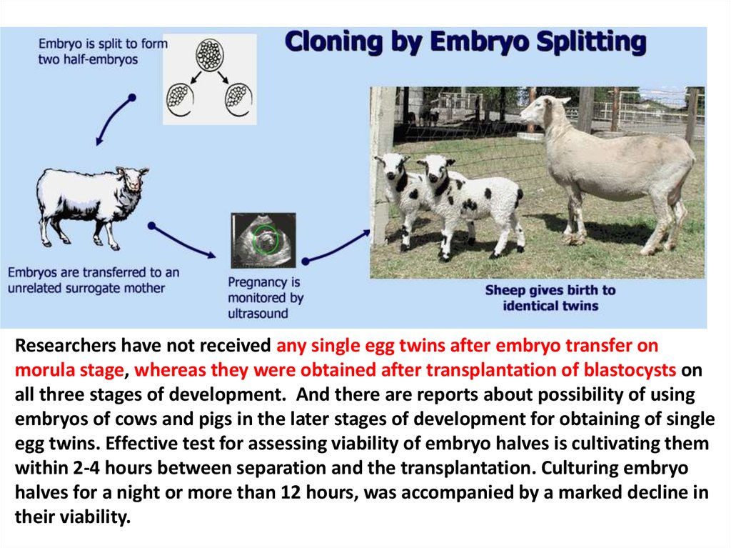 Micromanipulation with animals' embryos - презентация онлайн