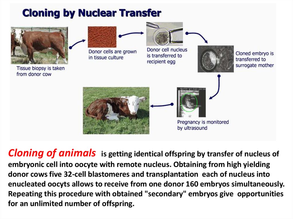Micromanipulation with animals' embryos - презентация онлайн