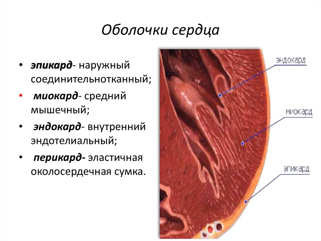 Наружная оболочка сердца. Сердце эпикард миокард. Эндокард миокард эпикард перикард таблица. Строение оболочек сердца анатомия. Эндокард анатомия.