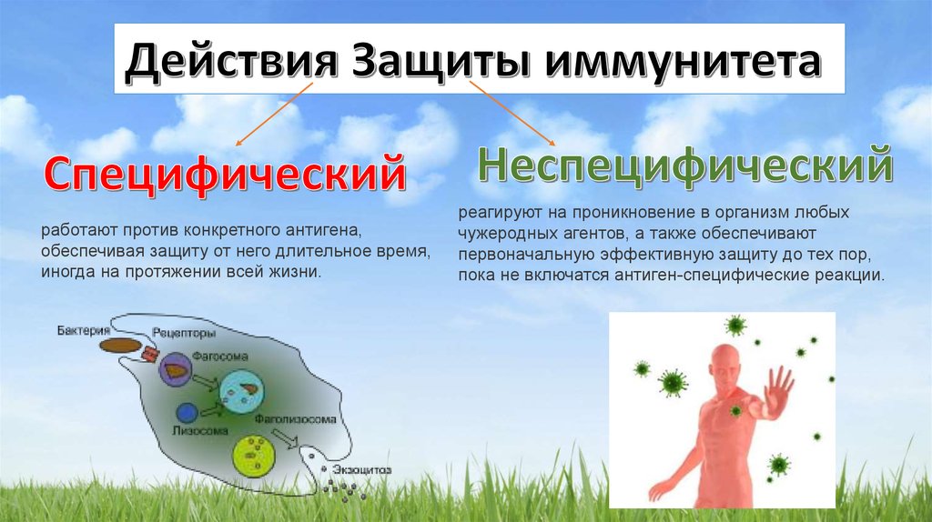 Местный иммунитет полости рта презентация