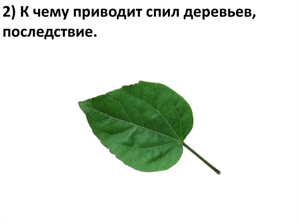 2) К чему приводит спил деревьев, последствие.