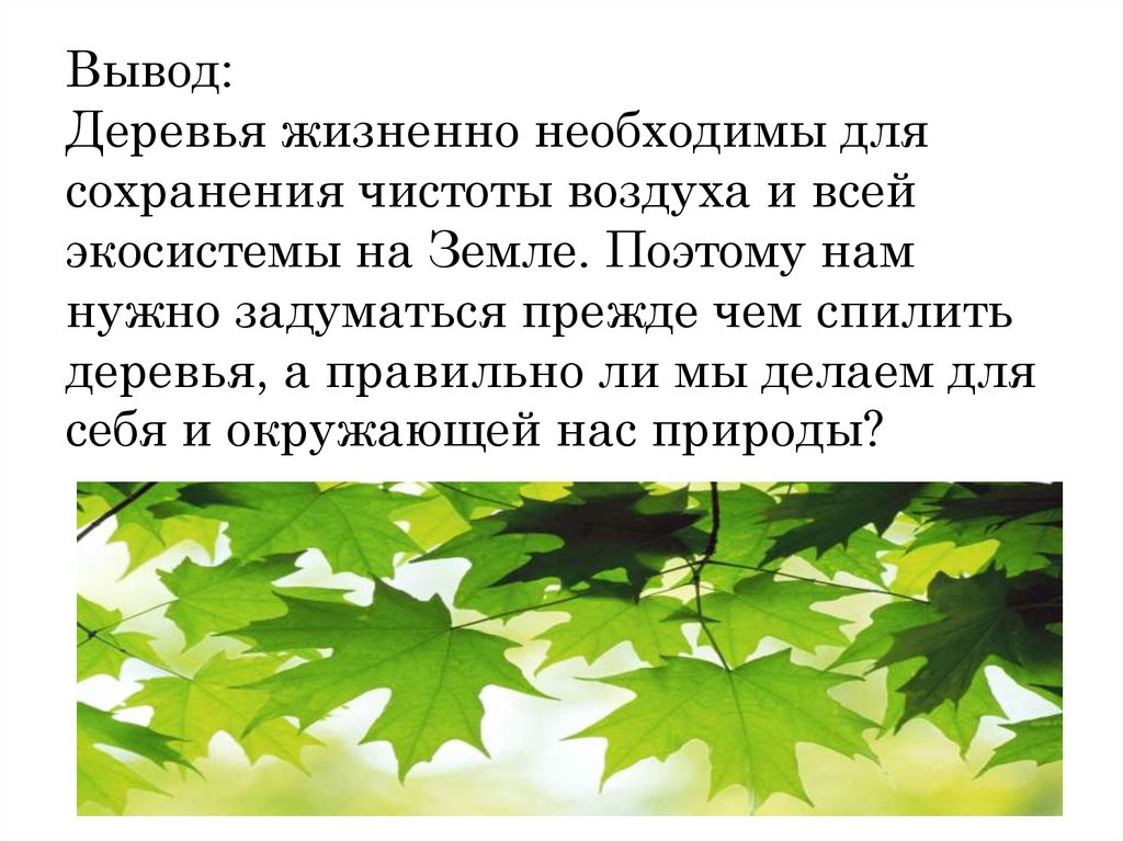 Вывод древесины. Дерево вывода. Заключение презентация дерево. Заключение к деревьям. Заключение проекта про деревья.