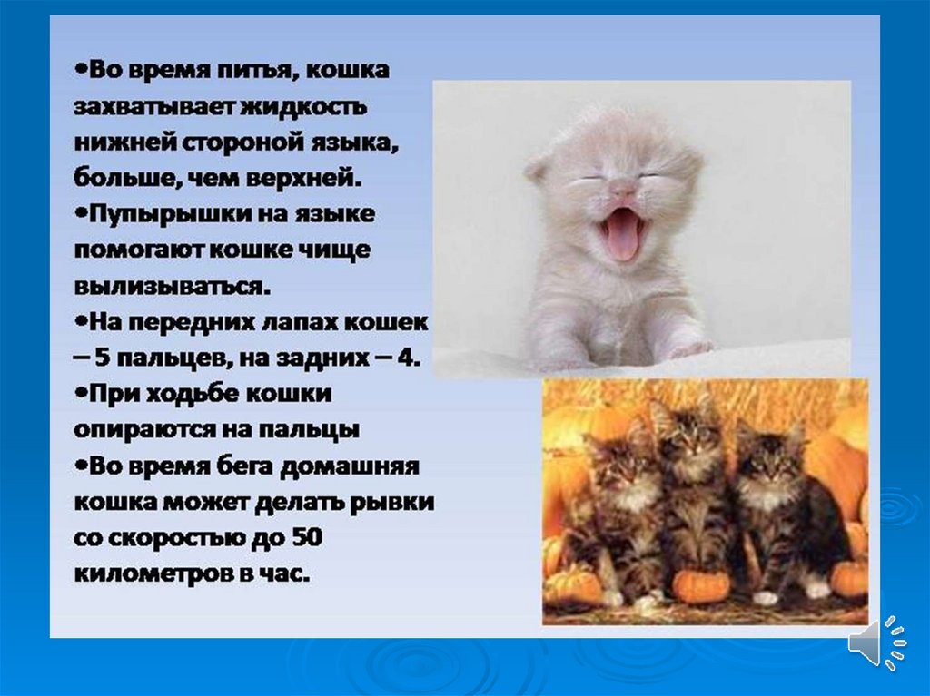Проект кошки презентация. Доклад о котах. Сообщение о кошке. Презентация про кошек. Информация о котятах.