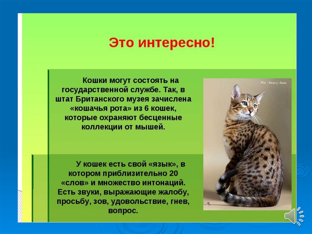 Презентация коты и кошки