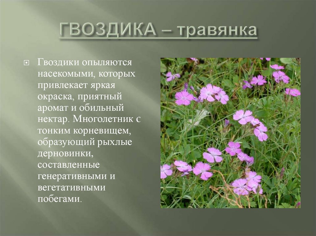 Гвоздика травянка описание растения и фото