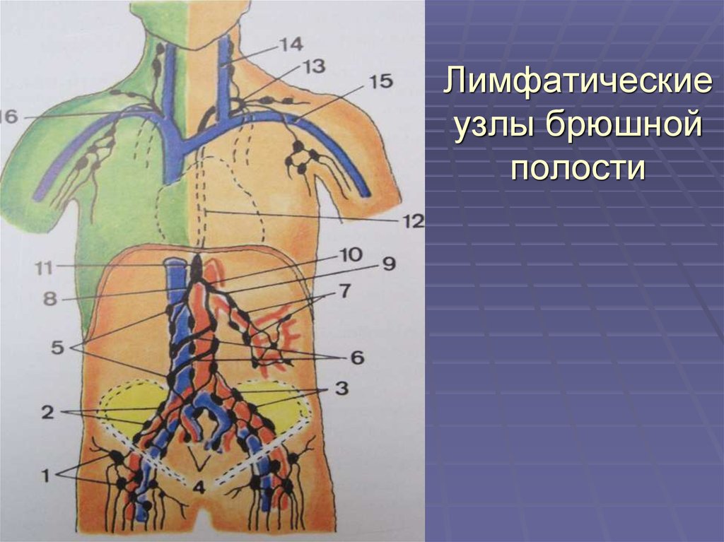 Лимфоузлы брюшной полости схема