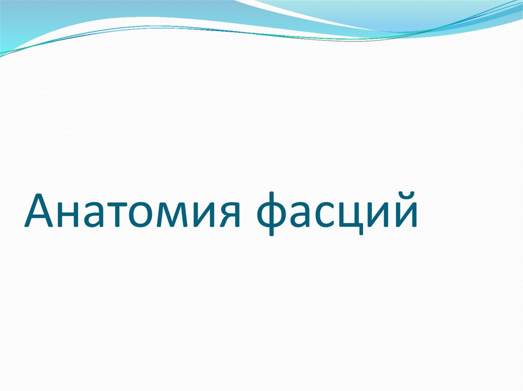 Анатомия фасций