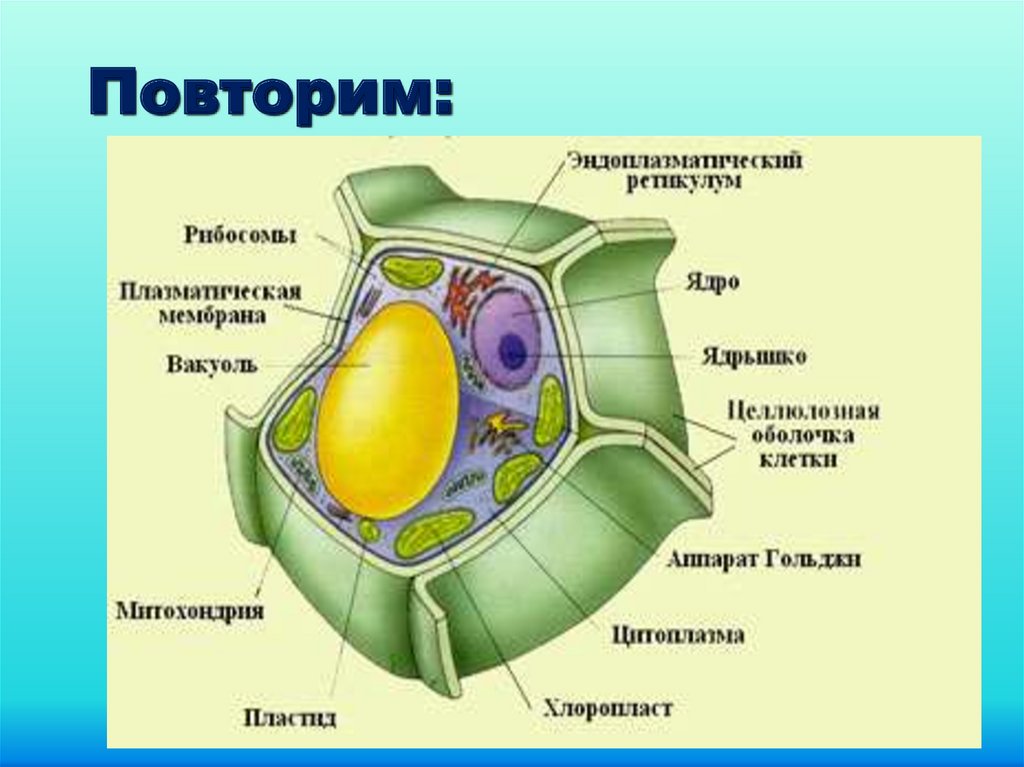 На рисунке изображена растительная клетка какую функцию выполняет органоид клетки под буквой а