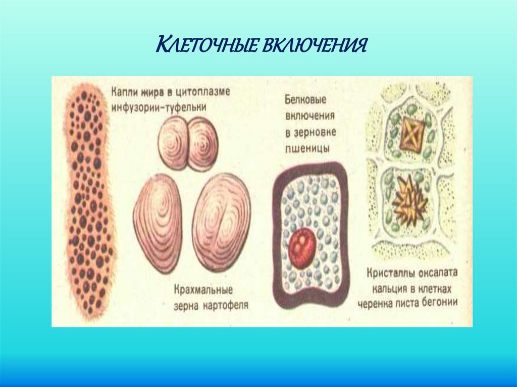 Структура включения