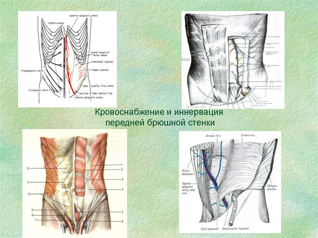 Боль брюшной стенки живота. Иннервация брюшины. Схема иннервации мышц живота. Переднебоковая брюшная стенка топографическая анатомия. Иннервация переднебоковой стенки живота.
