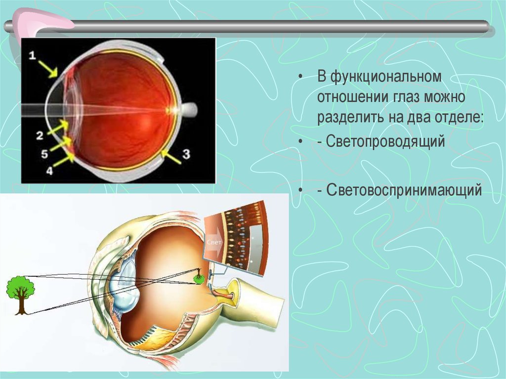 К оптической системе глаза относятся хрусталик. Светопроводящие структуры глаза. Прозрачные среды глаза. Светопроводящий аппарат глаза. Аккомодация зрения.