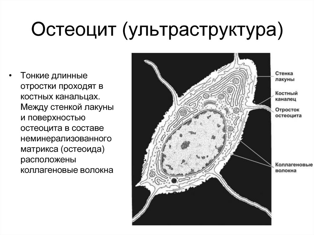 Остеоциты функции. Остеоцит строение. Остеоцит Электронограмма. Отростки остеоцитов. Неактивный остеоцит.