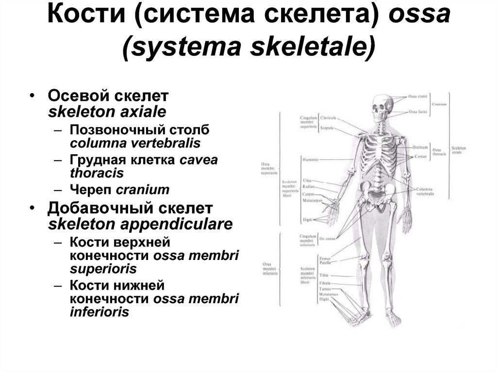 Bones system. Строение костной системы. Функции костной системы человека. Костная система человека состоит из. Костная система строение и функции.