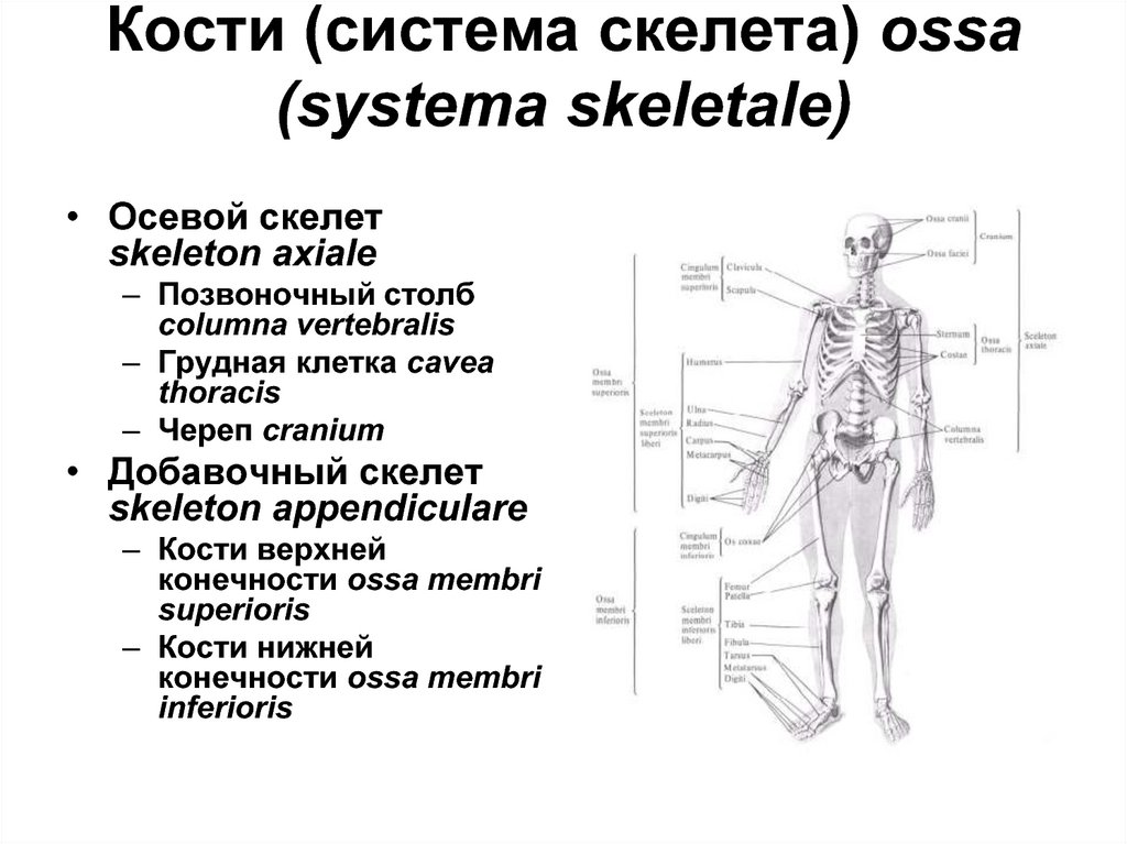 Система скелета. Осевой скелет человека и аппарат движения. Костная система. Костная система человека состоит. Органы костной системы человека.