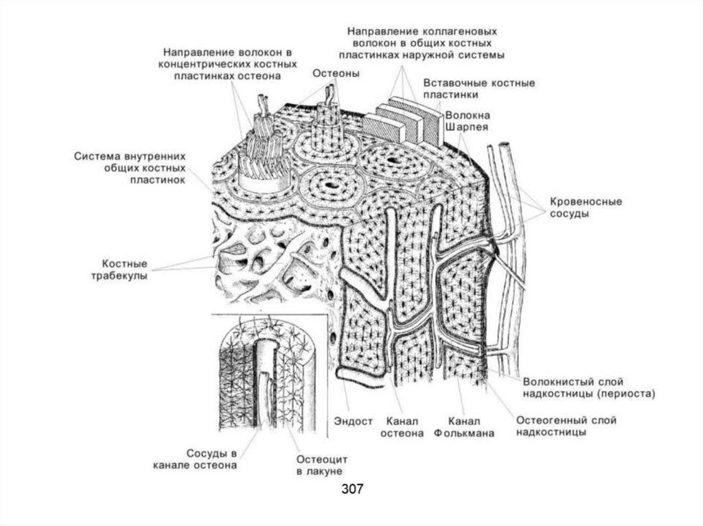 Рисунок костного канальца