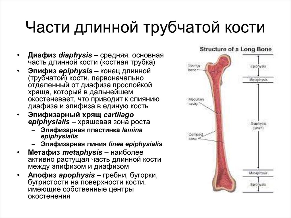 Назовите длинные кости. Трубчатая кость эпифиз диафиз метафиз. Основные части длинной трубчатой кости. Строение длинной трубчатой кости. Части трубчатой кости диафиз.