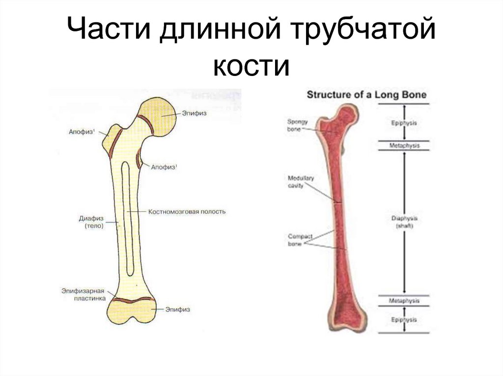Тело длинные трубчатые кости. Эпифиз метафиз бедренной кости. Трубчатая кость диафиз и эпифиз. Отделы длинной трубчатой кости схема. Строение кости диафиз эпифиз.