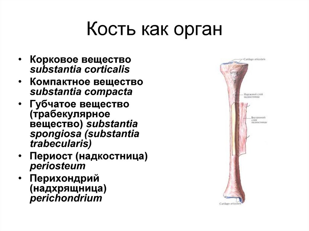 Кость это орган