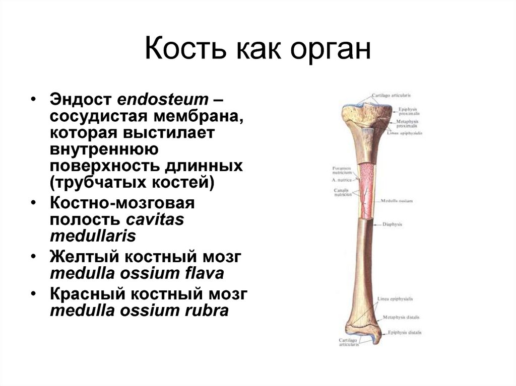 Основные функции кости. Функцию питания и роста кости выполняет.