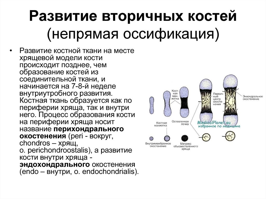 Непрямой остеогенез схема