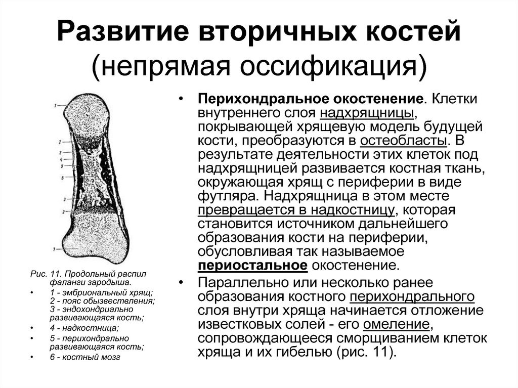 В образовании кости участвуют