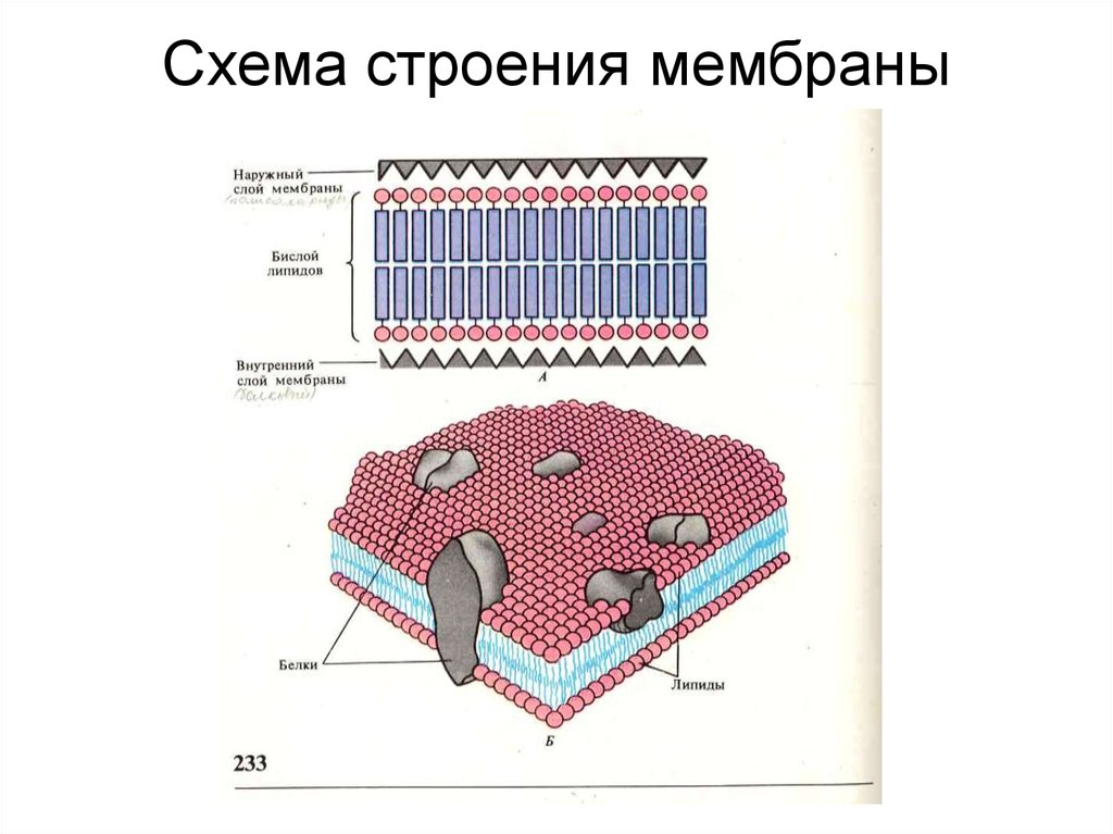 Строение мембраны. Схема строения биологической мембраны. Схема строения биологической мембраны гистология. Наружная мембрана схема. Пиогенная мембрана строение.