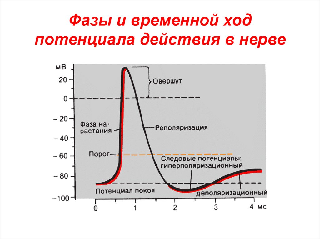 Явления потенциала действия