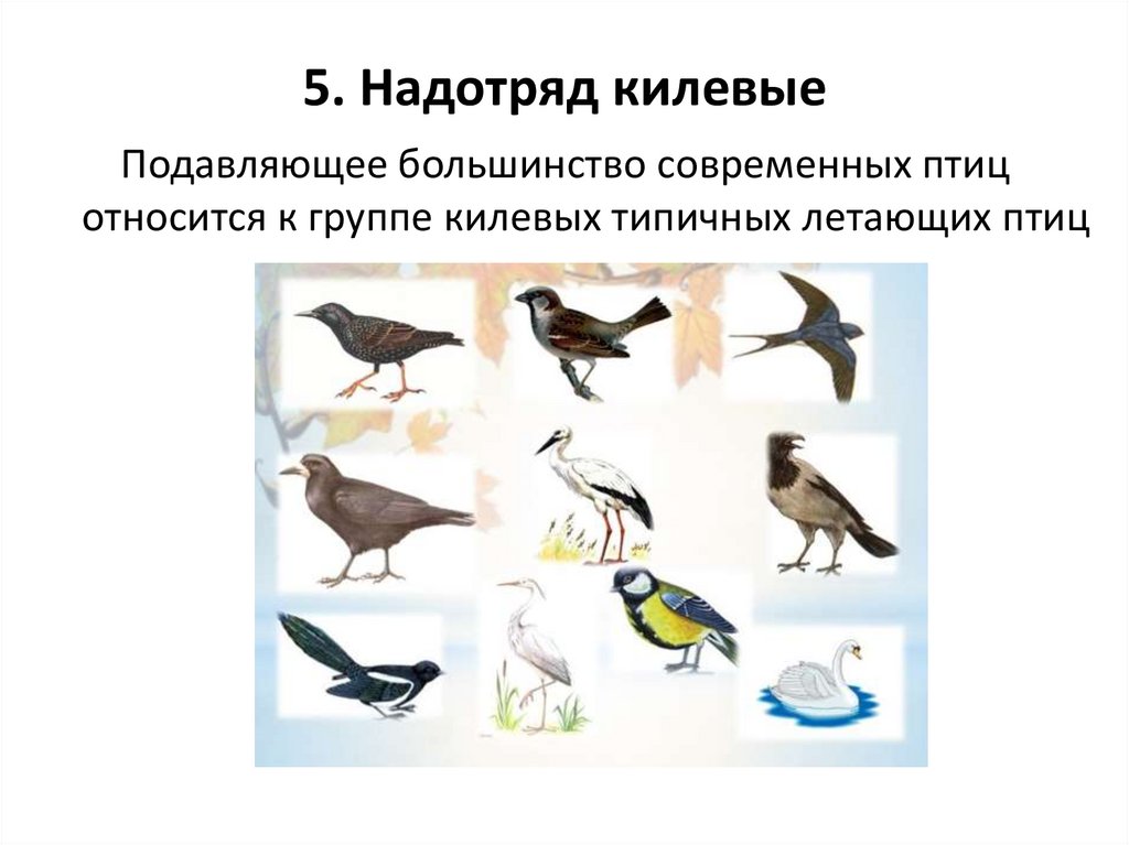 Примеры животных класса птицы. Представители птиц. Килевые птицы. Надотряд типичные птицы. Отряды килевых птиц.