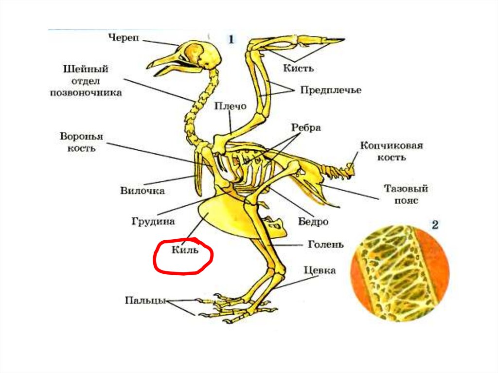 Строение скелета птицы 7 класс. Отделы скелета птицы череп позвоночник.