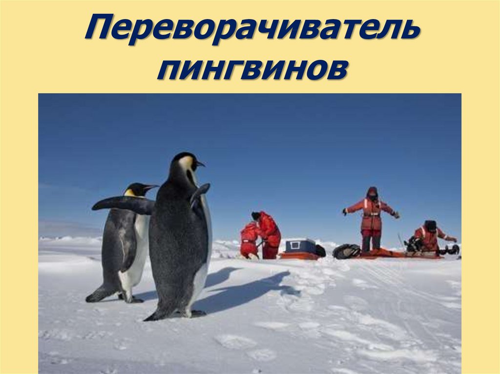 Поднимать пингвинов в антарктиде вакансии. Переворачиватель пингвинов профессия. Антарктида переворачиватель пингвинов. ПОДНИМАТЕЛЬ пингвинов профессия. Поднимать пингвинов.