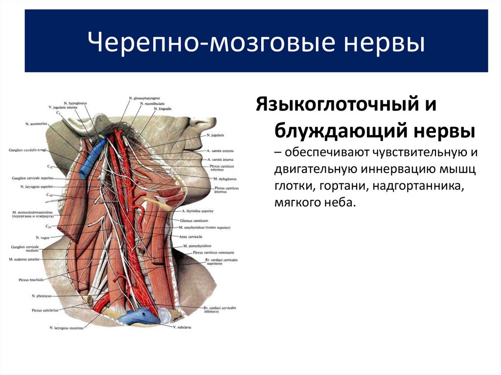 Языкоглоточный блуждающий нерв