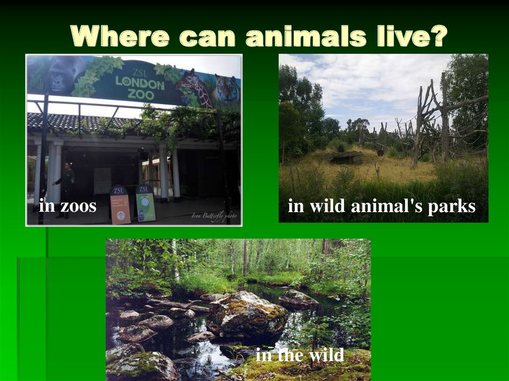 Where can animals live?