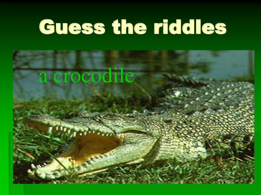 Guess the riddles