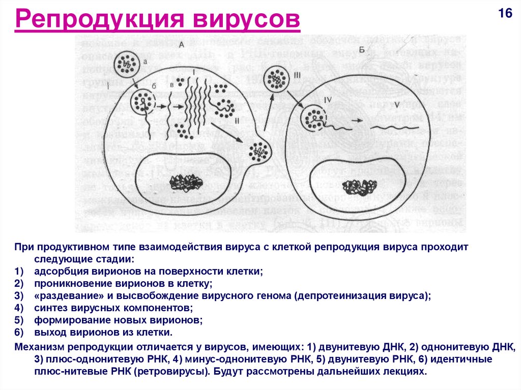 Стадии взаимодействия вируса с клеткой