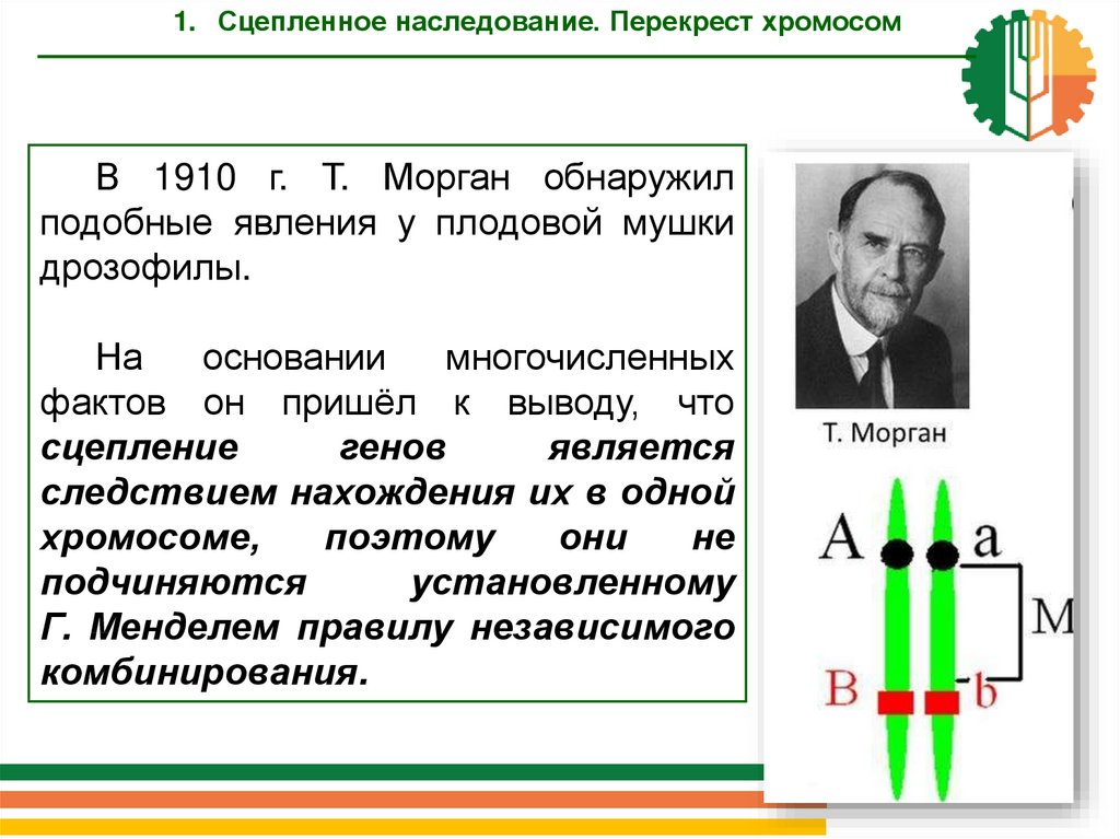 Опыты моргана