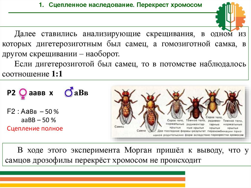 Скрещивание дигетерозигот при полном доминировании