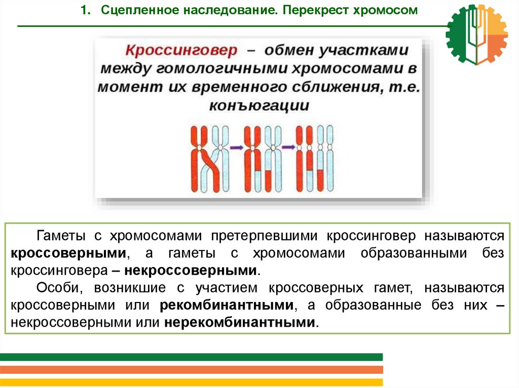 Кроссинговер обеспечивает сходство наследственной