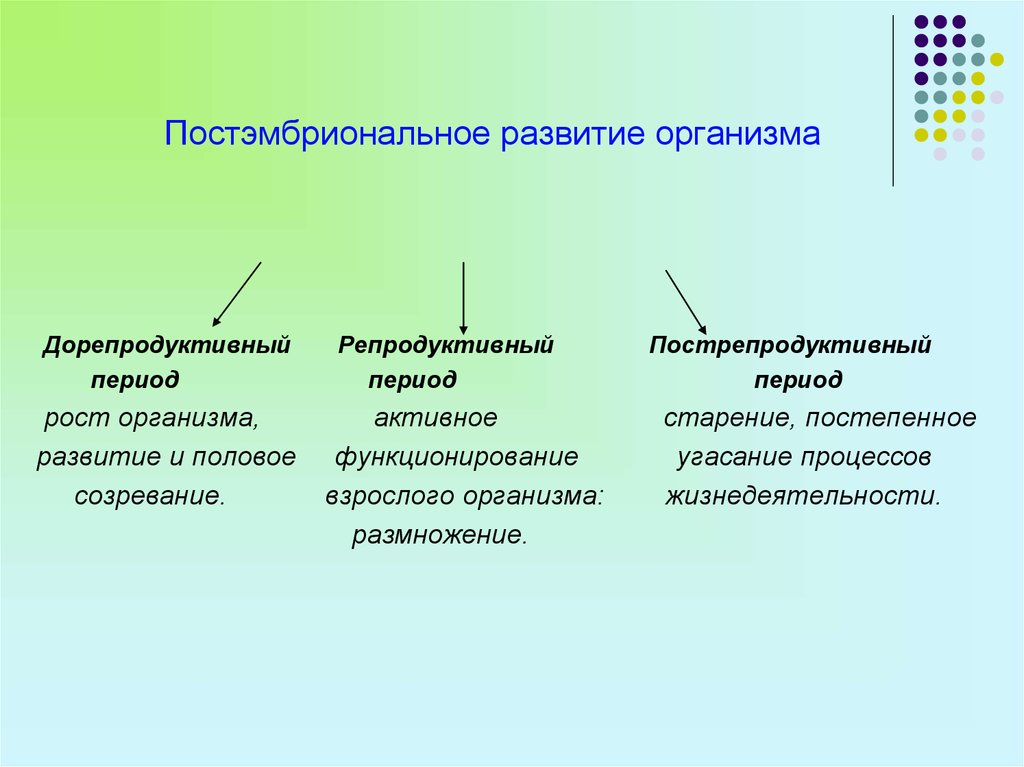 Постэмбриональное развитие презентация