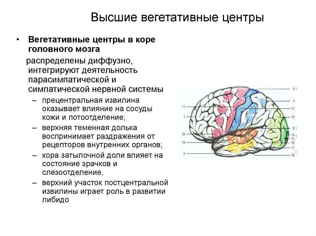 Корковая активность мозга. Высшие вегетативные центры. Вегетативные центры головного мозга. Высшие вегетативные центры расположены. Высшие центры коры головного мозга.