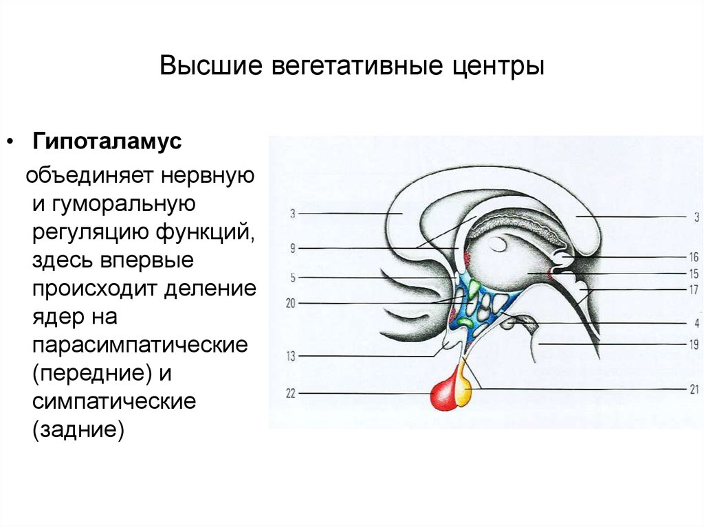 Высший вегетативный центр находится в. Гипоталамус высший вегетативный центр. Гипоталамус центр вегетативной нервной. Вегетативные центры гипоталамуса. Высшие центры вегетативной регуляции.