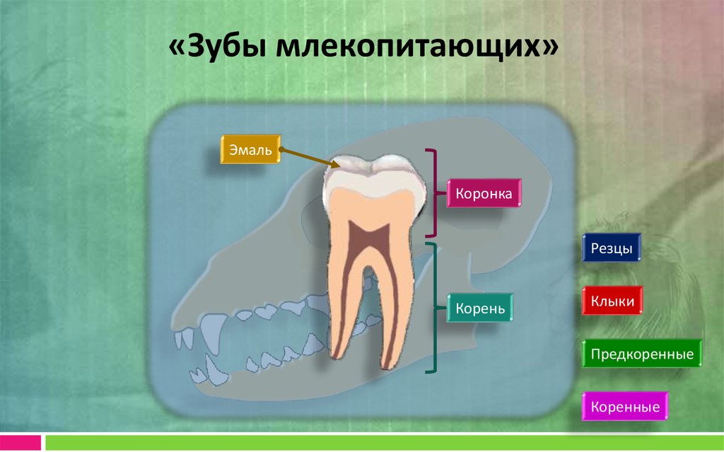 Почему зубы млекопитающих отличаются. Строение и функции зубов млекопитающих. Строение зубов млекопитающих. Строение зуба млекопитающих. Строение зуба зубы млекопитающих.