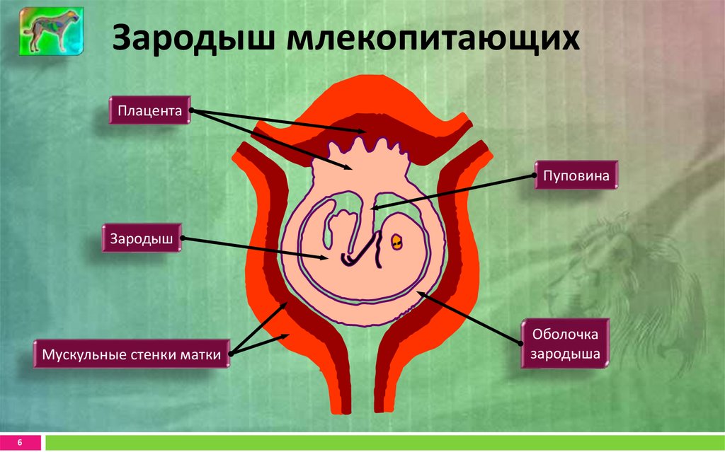 На рисунке показано развитие зародыша внутри матки