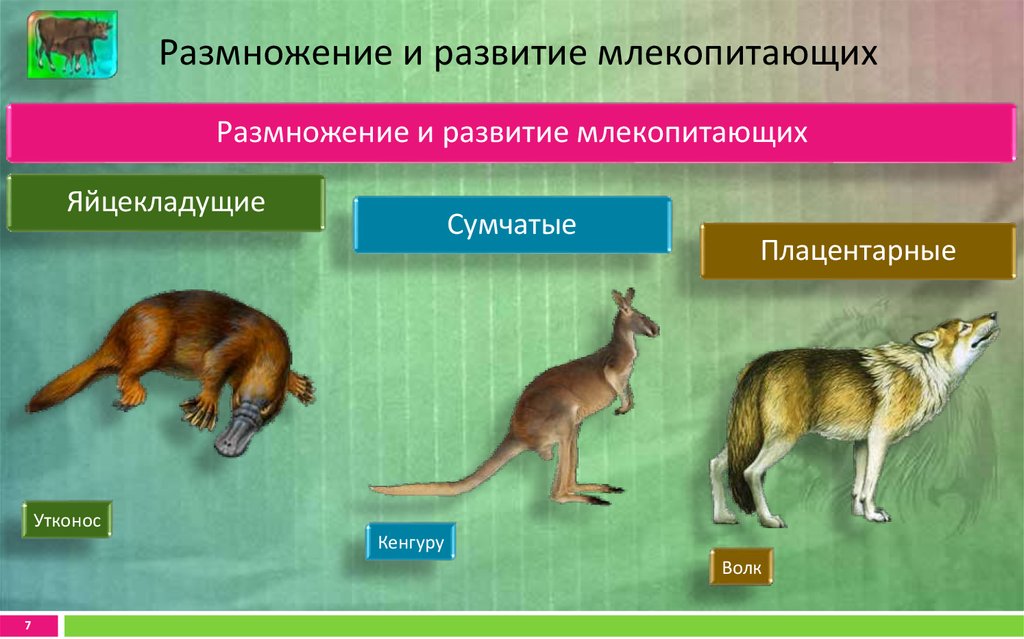 Млекопитающие картинки для презентации